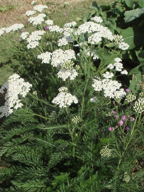 Achillea millefolium (2)